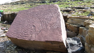 Ripple marks in red rock of Grinnell Formation