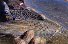 Arctic Grayling