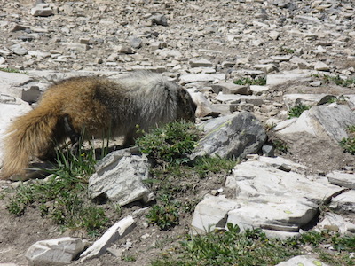 Hoary Marmot, Glacier National Park