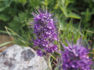 Silky Phacelia along Piegan Pass Trail, Glacier National Park