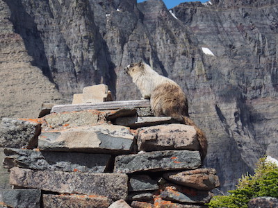 Piegan Pass - Marmot Sitting on Bell Base Built in 1926 by Great Northern Railroad