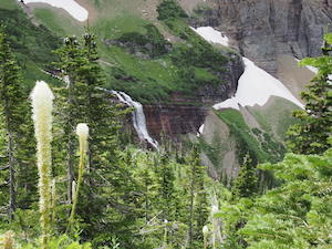 Morning Eagle Falls with Bear Grass, Glacier National Park