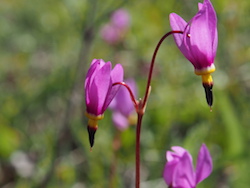 Shooting Star, Glacier National Park