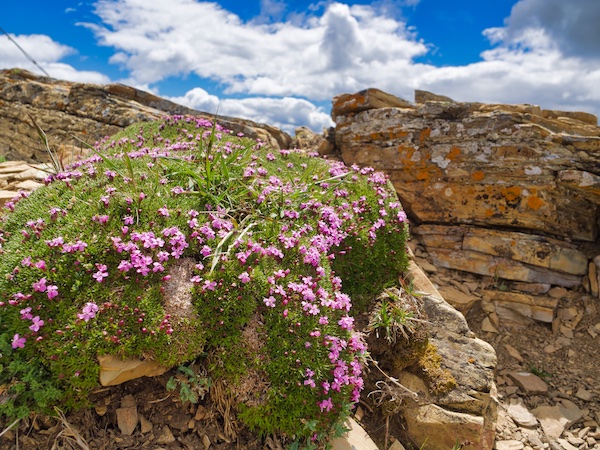 Moss Campion, Swiftcurrent Mountain
