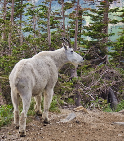 Mountain Goat on the Highline Trail