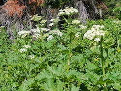 Cow Parsnip - grizzly bears feed on the tender spring stems