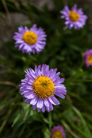 Subalpine Fleabane, Glacier National Park