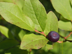 The Much Sought After Huckleberry