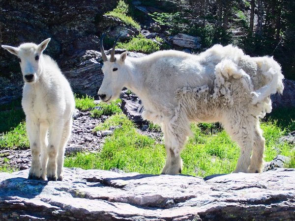 Gunsight Pass Mountain Goats, Glacier National Park