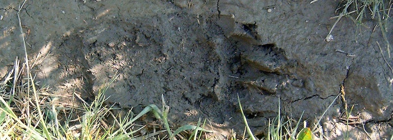 Grizzly Bear Track, Coonsa Creek Trail, Glacier National Park
