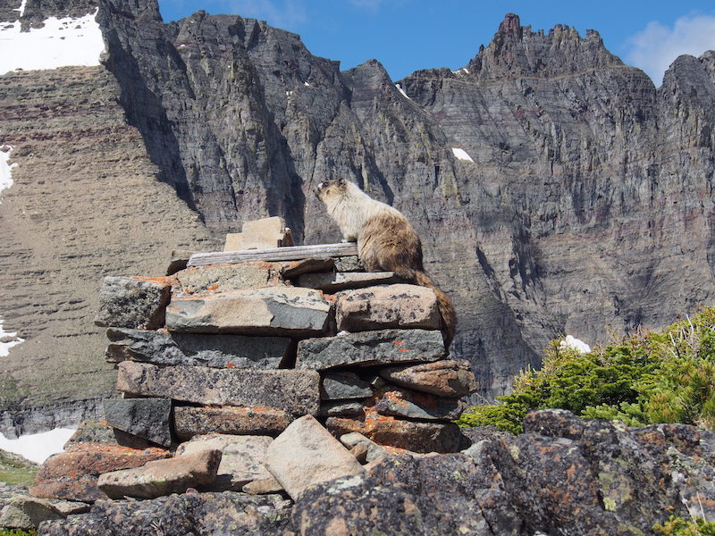 Marmot sitting on historic bell base at Piegan Pass and East Side of the Garden Wall Glacier National Park