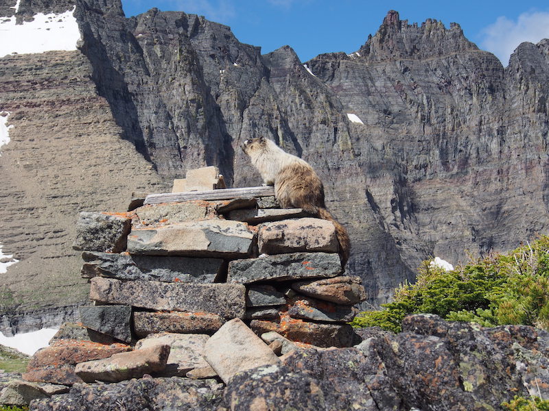 Piegan Pass Marmot and East Side of the Garden Wall Glacier National Park