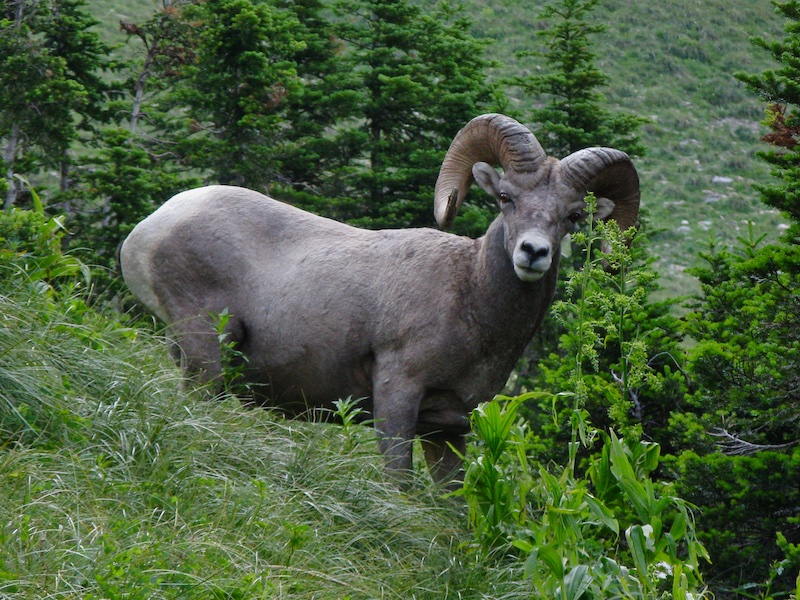 Bighorn Sheep, Glacier National Park