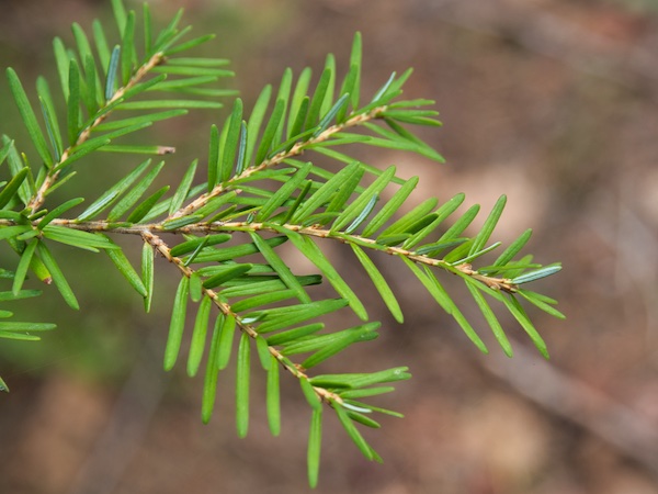 Glacier National Park Trees: Western Hemlock