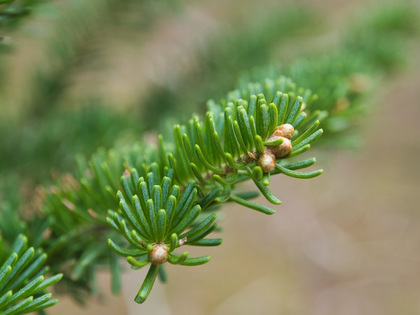Glacier National Park Trees: Subalpine Fir