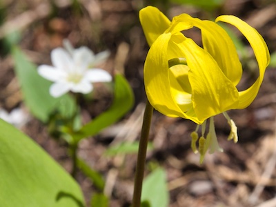 Glacier National Park Flowers