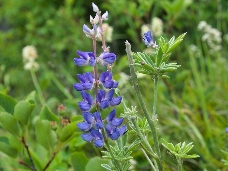 Glacier National Park, lupine