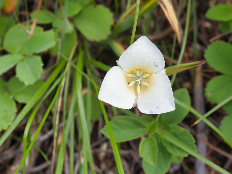 Glacier National Park, mariposa lily