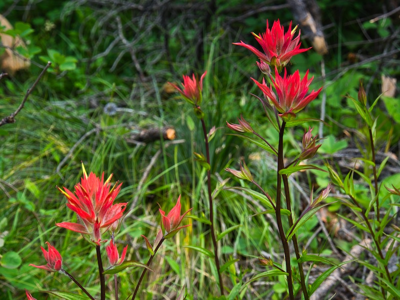 Glacier National Park, paintbrush