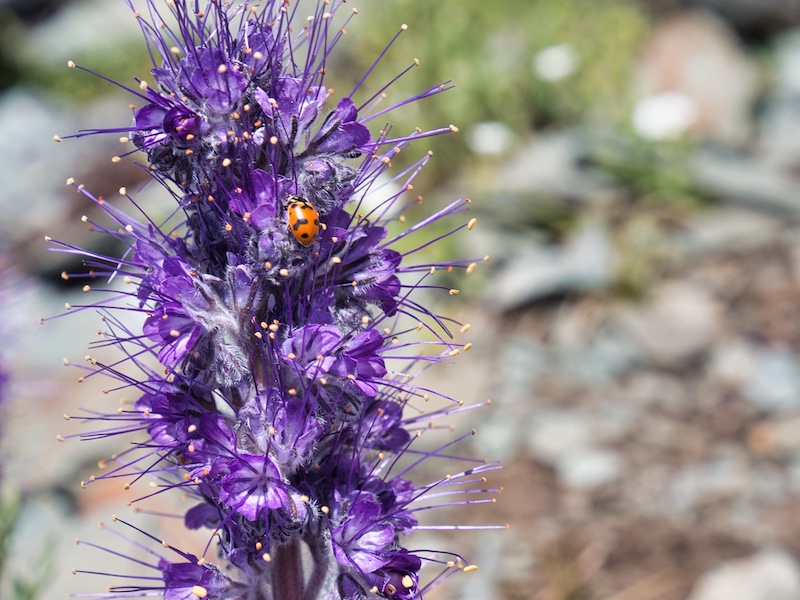 Glacier National Park, silky phacelia