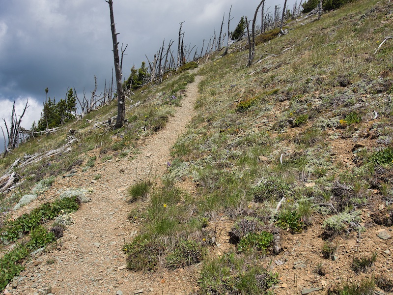 Glacier National Park, Elk Mountain, whitebark pine snags