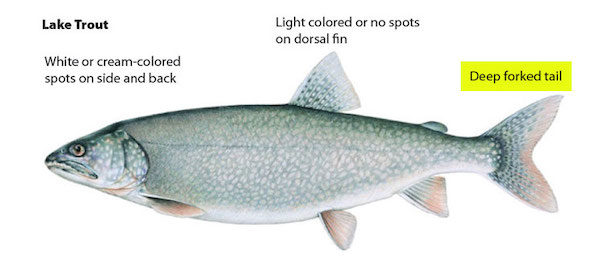 Lake Trout