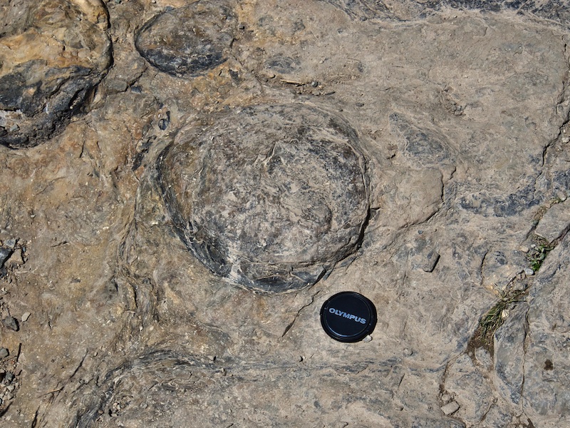 Glacier National Park Stromatolite