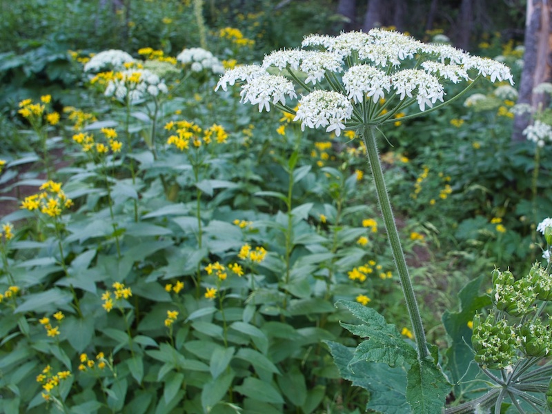 Glacier National Park, Cow Parsnip