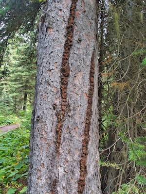 Spruce with frost cracks near the head of Two Medicine Lake, Glacier National Park