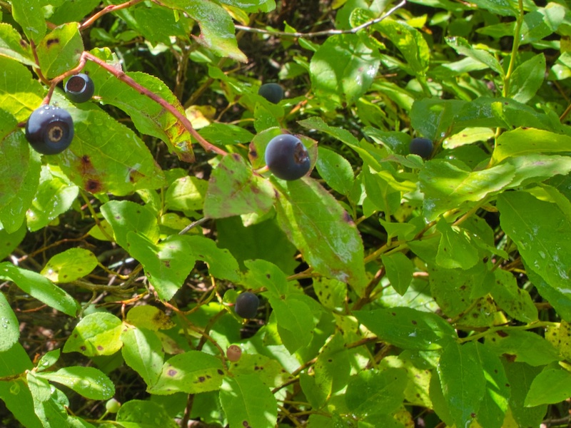 Huckleberries along the Dawson Pass Trail, Glacier National Park