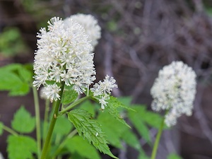 Glacier National Park, Baneberry