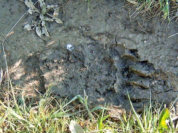 Glacier National Park, grizzly bear track