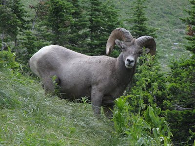 Glacier National Park, bighorn sheep