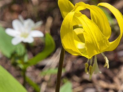 Glacier Lily, Glacier National Park