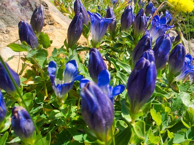 Glacier National Park, explorer's gentian