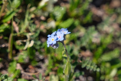 Forget-Me-Not, Glacier National Park