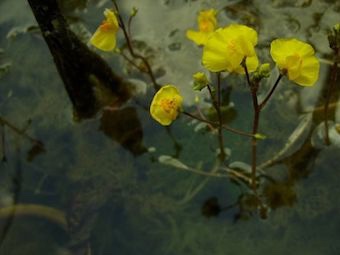 bladderwort carnivorous plant