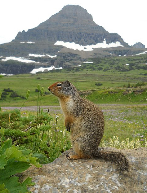Columbian Ground Squirrel (AlexAH, CC BY 3.0)