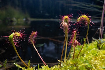 Sundew (Glacier National Park, public domain)