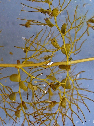 Bladderwort WikimediaCommons_H.Zell_(CC BY-SA 3.0)