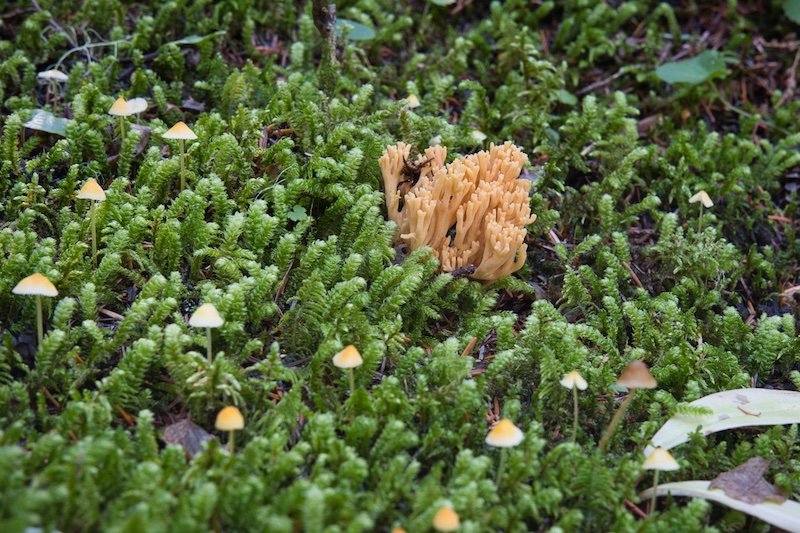 Glacier National Park, forest floor mushrooms and moss