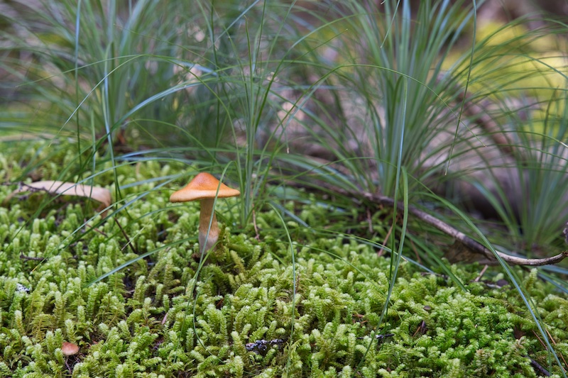 Glacier National Park, cedar, hemlock forest floor