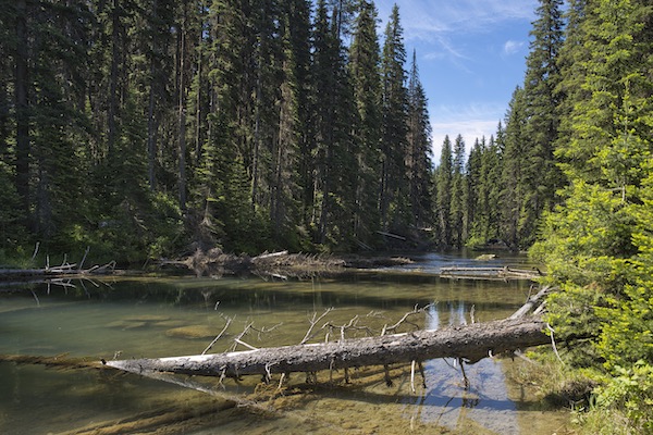 Pristine, flowing water of Akokala Creek surrounded by towering evergreen trees in Glacier National Park.